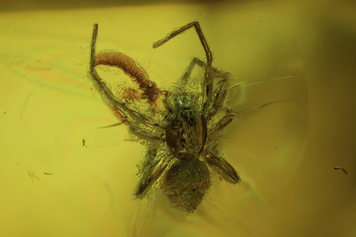 Fossil Spider (Aranea) In Baltic Amber #102772